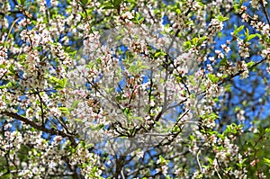 Blossoming nanking cherry