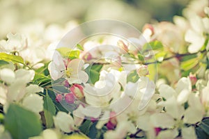 Blossoming new leaves and flowers in faded pastel tone