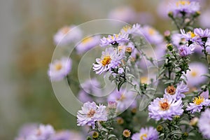 The blossoming New york aster bush in the fall. Aster American Aster novi-belgii. Symphyotrichum novi-belgii.