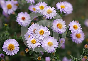 The blossoming New york aster bush in the fall. Aster American Aster novi-belgii. Symphyotrichum novi-belgii.