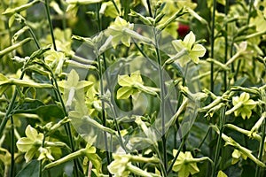 The blossoming nicotiana alata. Rear view.