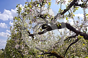 Blossoming old apple tree branch in orchard