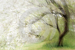 Blossoming old cherry tree, abstract multiple exposure that reminds of a painting, copy space, blurry soft focus