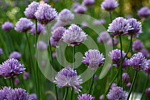 Blossoming of onions.