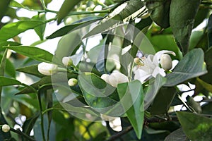 Blossoming orange tree