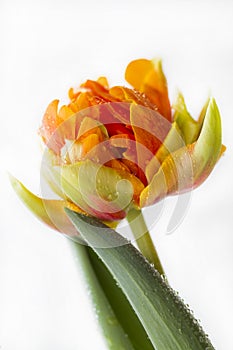 Blossoming orange tulip `Orange Princess``