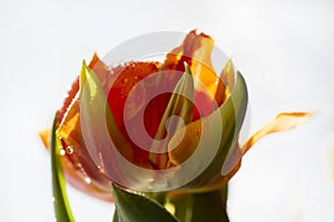 Blossoming orange tulip `Orange Princess`