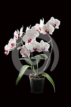 Blossoming orchid phalaenopsis.