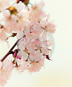 blossoming Oriental cherry