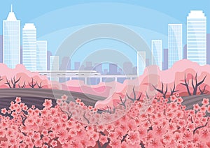 Blossoming Oriental cherry and city