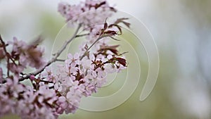 Blossoming Oriental cherry sakura