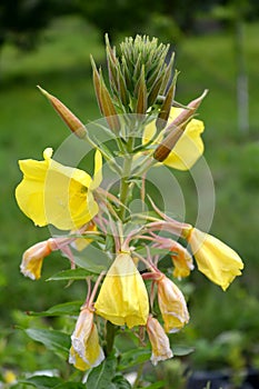 The blossoming oslinnik biannual (enoter) (Oenothera biennis L.)