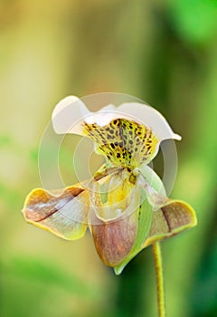 Blossoming Paphiopedilum orchid