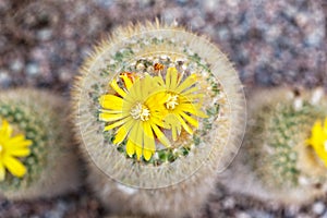 Blossoming Parodia cactus