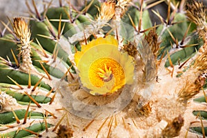 Blossoming Parodia cactus