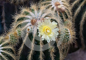 Blossoming Parodia cactus with yellow flowers. Botanischer Garten KIT Karlsruhe, Germny