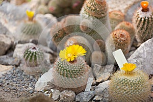 Blossoming Parodia cactus