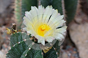 Blossoming Parodia cactus