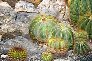 Blossoming Parodia cactuses close up