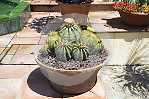 The blossoming Parodia magnifica cactus