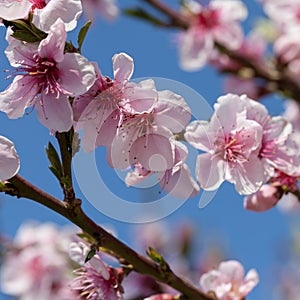 Blossoming peach on a background blue sky