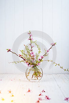 Blossoming peach branches in a glass vase on a white background