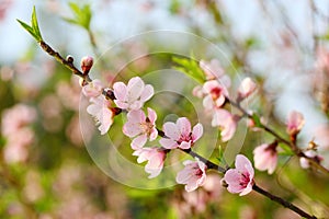 The blossoming peach flowers branch in spring 2