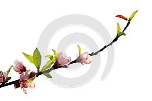 Blossoming peach flowers branch in white background 2