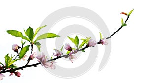 Blossoming peach flowers branch in white background