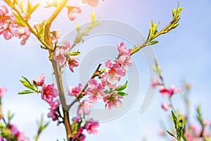 Blossoming peach tree branches, the background blurred. Close up of a peach blossom. Beautiful Pink Peach Blossoms in a