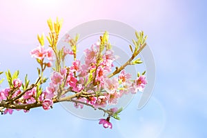 Blossoming peach tree branches, the background blurred. Close up of a peach blossom. Beautiful Pink Peach Blossoms in a