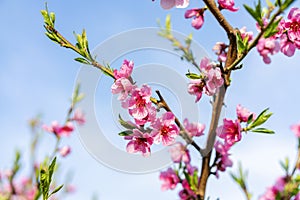 Blossoming peach tree branches, the background blurred. Close up of a peach blossom. Beautiful Pink Peach Blossoms in a