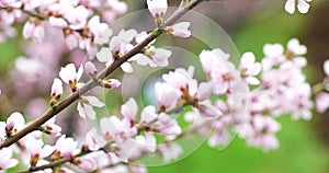 Blossoming peach tree branches. Spring peach garden. 4k.