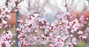 Blossoming peach tree branches. Spring peach garden. 4k.