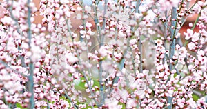 Blossoming peach tree branches. Spring peach garden. 4k.