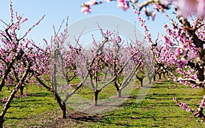 Blossoming of peach trees on a meadows of Europe in spring