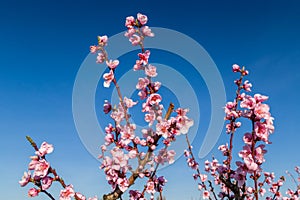 Blossoming peach trees treated with fungicides