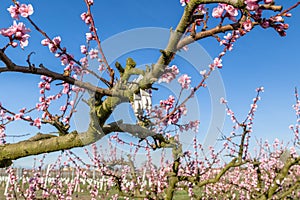 Blossoming peach trees treated with fungicides photo