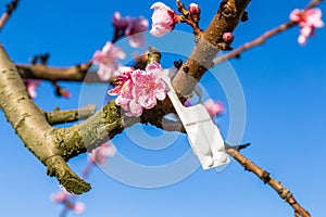 Blossoming peach trees treated with fungicides photo