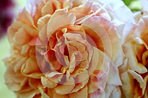 Blossoming peachy-yellow rose