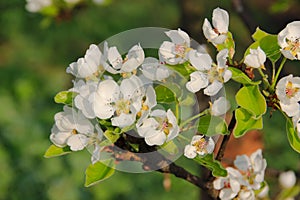 Blossoming of a pear.