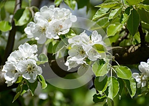 Blossoming of pear ordinary Pyrus communis L., close up