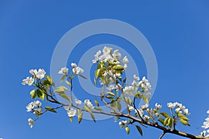 Blossoming pear in spring garden. Bee Pollination Pear Flowers