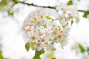 A blossoming pear tree in springtime. Delicate flowering and the heady scent of spring photo
