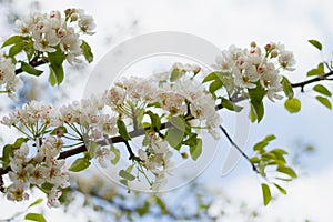 A blossoming pear tree in springtime. Heady scent of spring