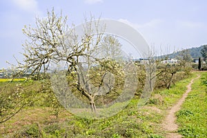 Blossoming pear trees by grassy footpath at sunny spring noon