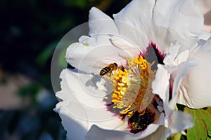 Blossoming peony and bee