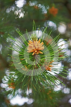 Blossoming pine