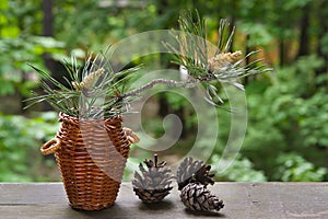 Blossoming pine-tree