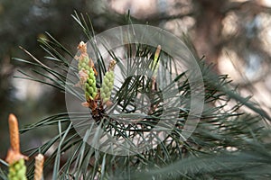 Pine tree branch, buds and cones, copyspace